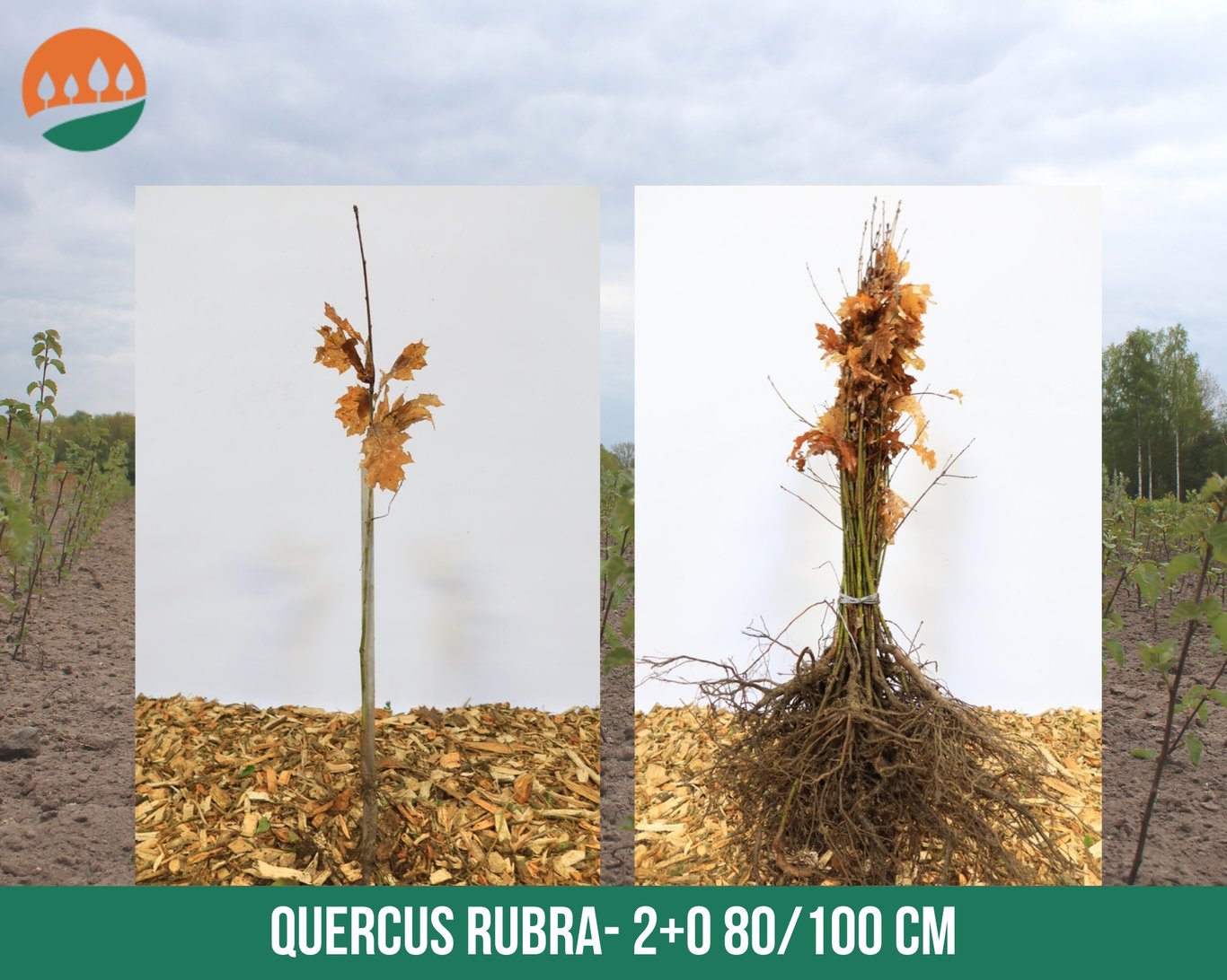 Quercus rubra - 80-100 CM bare root 1/1